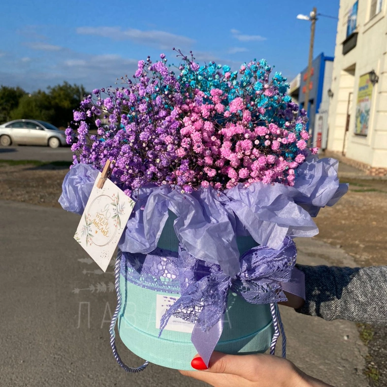 Радужная гипсофила